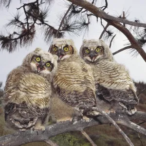 Great Horned Owl Great Horned Owl