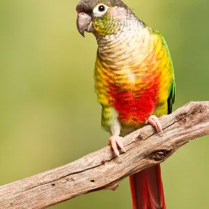 Green-cheeked Conure South American Parrot