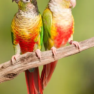 Animals Prints: Birds