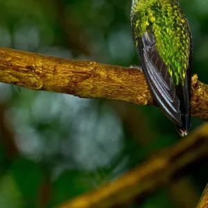 Green-crowned Brilliant hummingbird