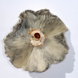 Green-Spored Parasol Mushroom