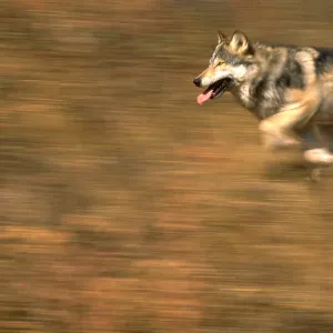 Grey wolf running Grey wolf running