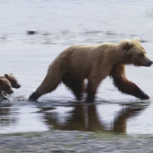 Grizzly Bear and cubs Grizzly Bear and cubs