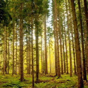 Grove of Trees
