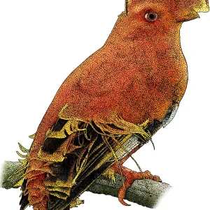 Guianan Cock-of-the-rock, Illustration