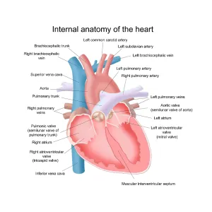 Heart Anatomy