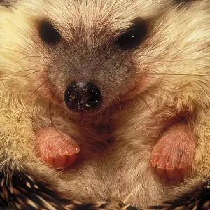 Hedgehog Hedgehog