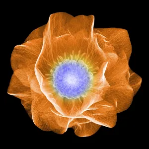 Hellebore Flower, X-ray Hellebore Flower, X-ray