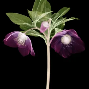 Hellebore Flowers, X-ray Hellebore Flowers, X-ray