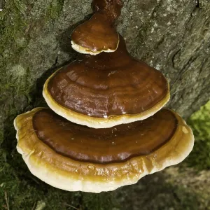 Hemlock varnish shelf fungus