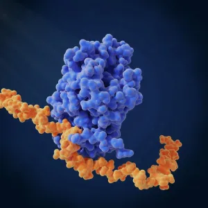 Heparin bound to antithrombin