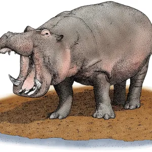 Hippopotamus