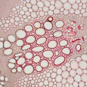 Hogweed Stem under a microscope