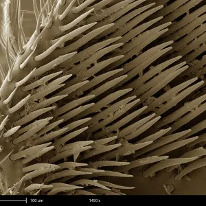 Honey Bee Leg, under a microscope (SEM)