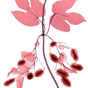 Hops, Humulus lupulus, X-ray Hops, Humulus lupulus, X-ray