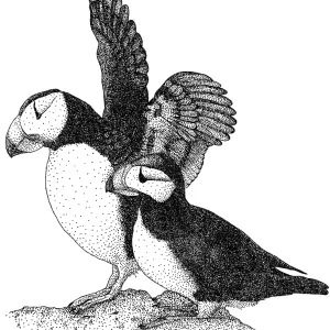 Horned Puffins