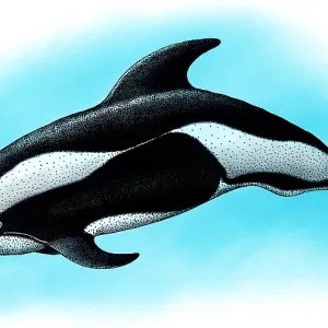 Hourglass Dolphin