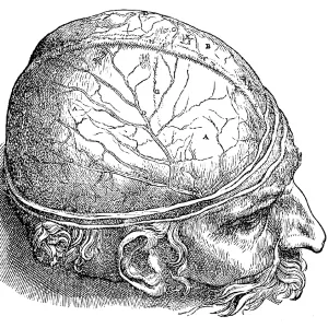 Human Brain, Vesalius, 16th Century Human Brain, Vesalius, 16th Century