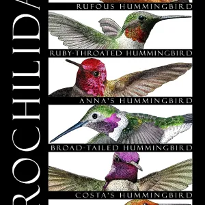 Hummingbirds of North America