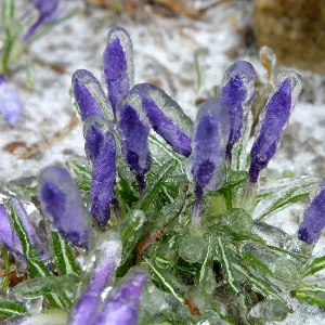 Ice-coated crocuses Ice-coated crocuses