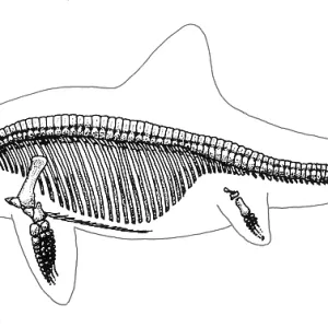 Ichthyosaur Skeleton, Mesozoic Reptile