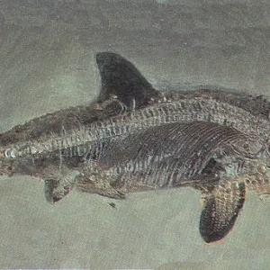 Ichthyosaurus acutirostris, Mesozoic Reptile
