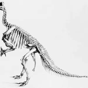 Iguanodon, dinosaure du Mésozoïque.