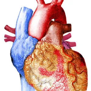 Heart