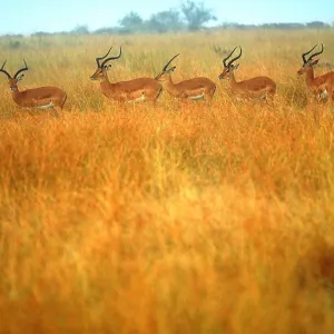 Impalas