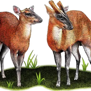 Indian Muntjac Deer Indian Muntjac Deer