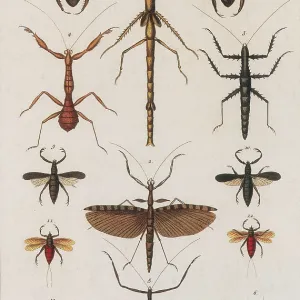 Insects, Seba's Thesaurus, 1734