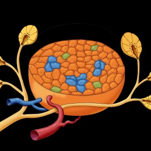 Islets of Langerhans, Illustration