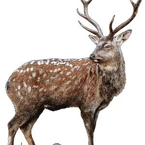 Japanese Deer Japanese Deer