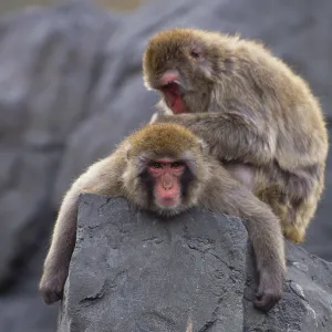 Two Japanese Macaque