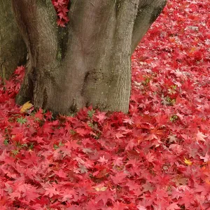 Japanese Red Maple Leaves