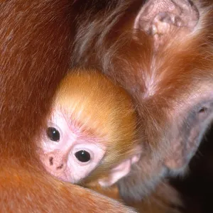 Javan langur with young Javan langur with young