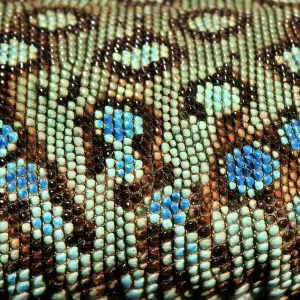 Jeweled Lacerta (Lacerta lepida) scale detail