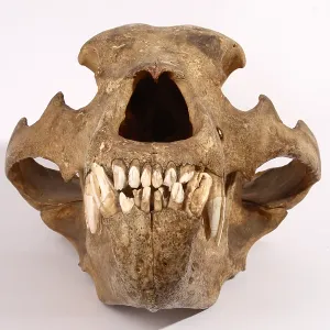 Kodiak Bear Skull