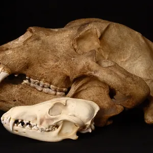 Kodiak Bear Skull with Coyote Skull