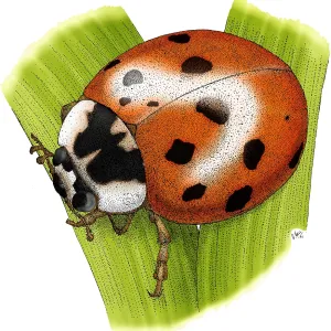 Ladybug Beetle