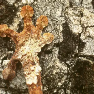 Leaf-tailed Gecko foot