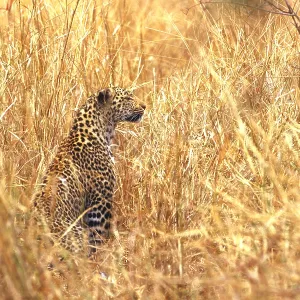Leopard