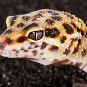 Leopard Gecko (Eublepharis macularius)