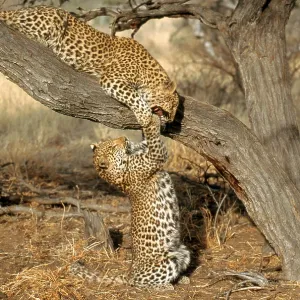 Leopard (Panthera pardus)