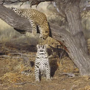 Two leopards