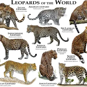 Animals Prints: Big Cats