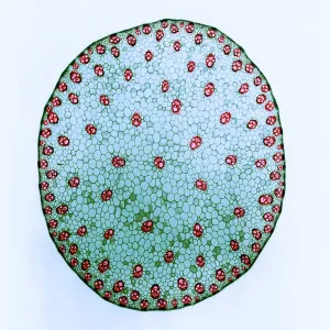 Tige d'une plante de maïs, micrographie en lumière.