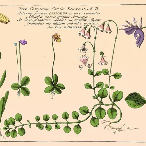 Nature Prints: Flowers and Plants