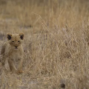 Lion Cub