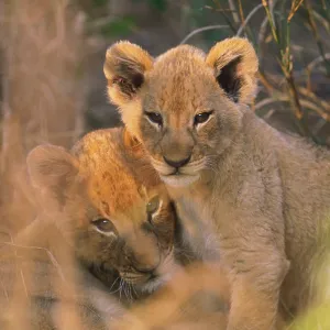 Lion Cubs